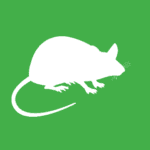 white vector imag of a rodent on a green background
